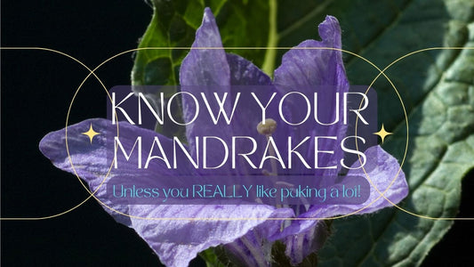 Know Your Mandrakes... Unless You Like Puking A lot!!
