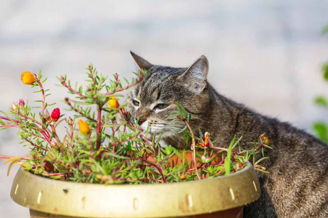 Essential Oil Safety and Cats: What You Need to Know