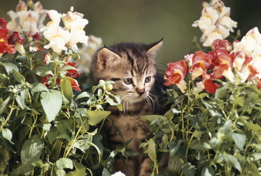 Essential Oils Toxicity for Cats