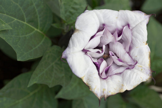 Entheogenic Herbs: Legal Regulations and Restrictions