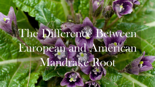 The Difference Between European and American Mandrake Root