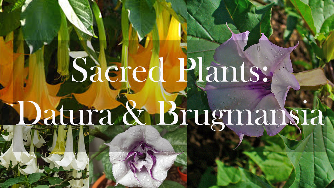 Sacred Plants: Datura and Brugmansia