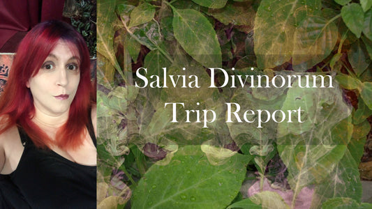 Salvia Divinorum Trip Report