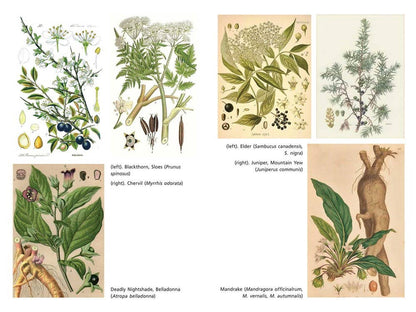 Sacred Herbs of Samhain: Plants to Contact the Spirits