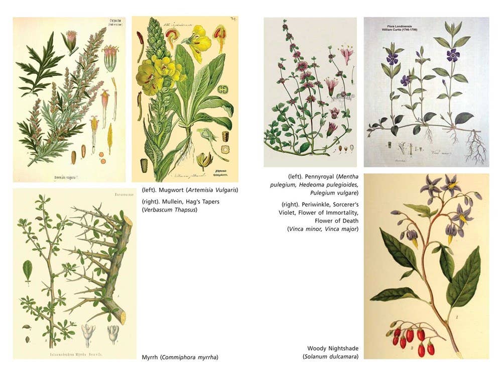 Sacred Herbs of Samhain: Plants to Contact the Spirits