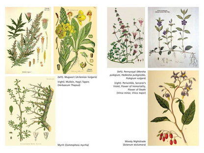 Sacred Herbs of Samhain: Plants to Contact the Spirits